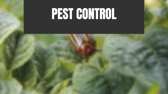 Pest Control jkvged